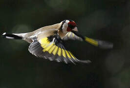 European Goldfinch