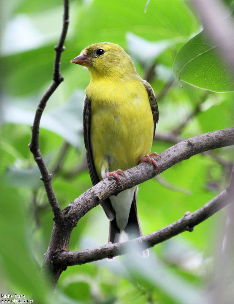 Chardonneret jaune mâle adulte internuptial, identification