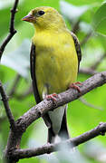 American Goldfinch