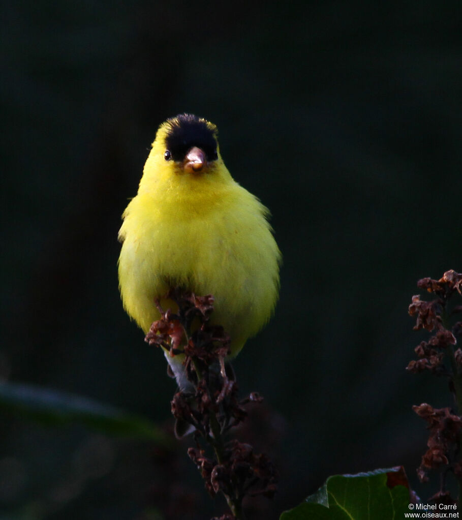 American Goldfinch male adult breeding