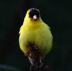 Chardonneret jaune