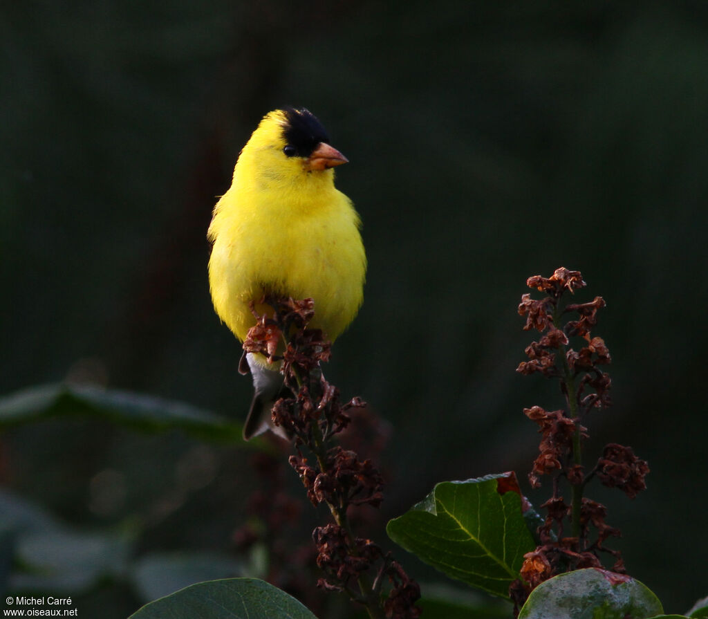 Chardonneret jaune mâle adulte nuptial