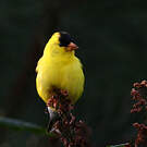 Chardonneret jaune