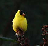 Chardonneret jaune