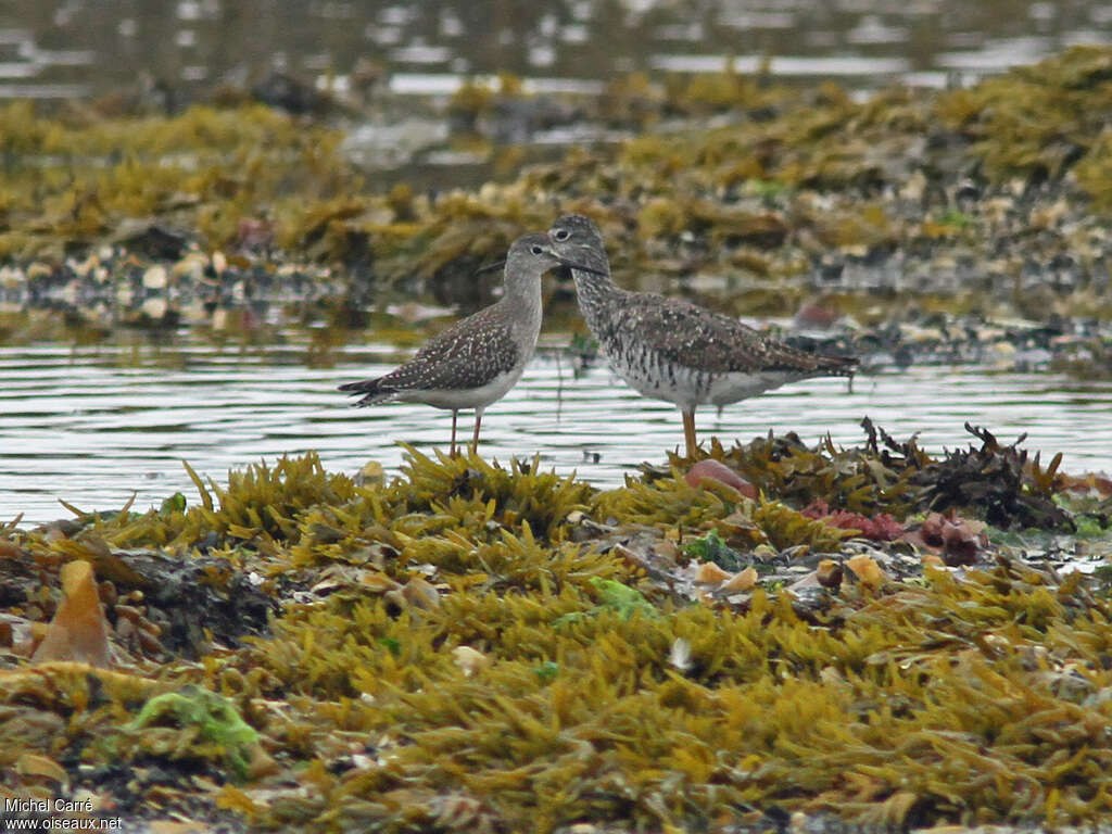 Lesser Yellowlegsjuvenile, pigmentation, Behaviour