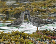 Lesser Yellowlegs