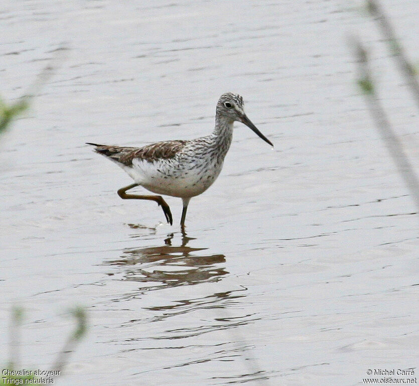 Common Greenshank