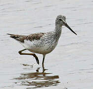 Common Greenshank