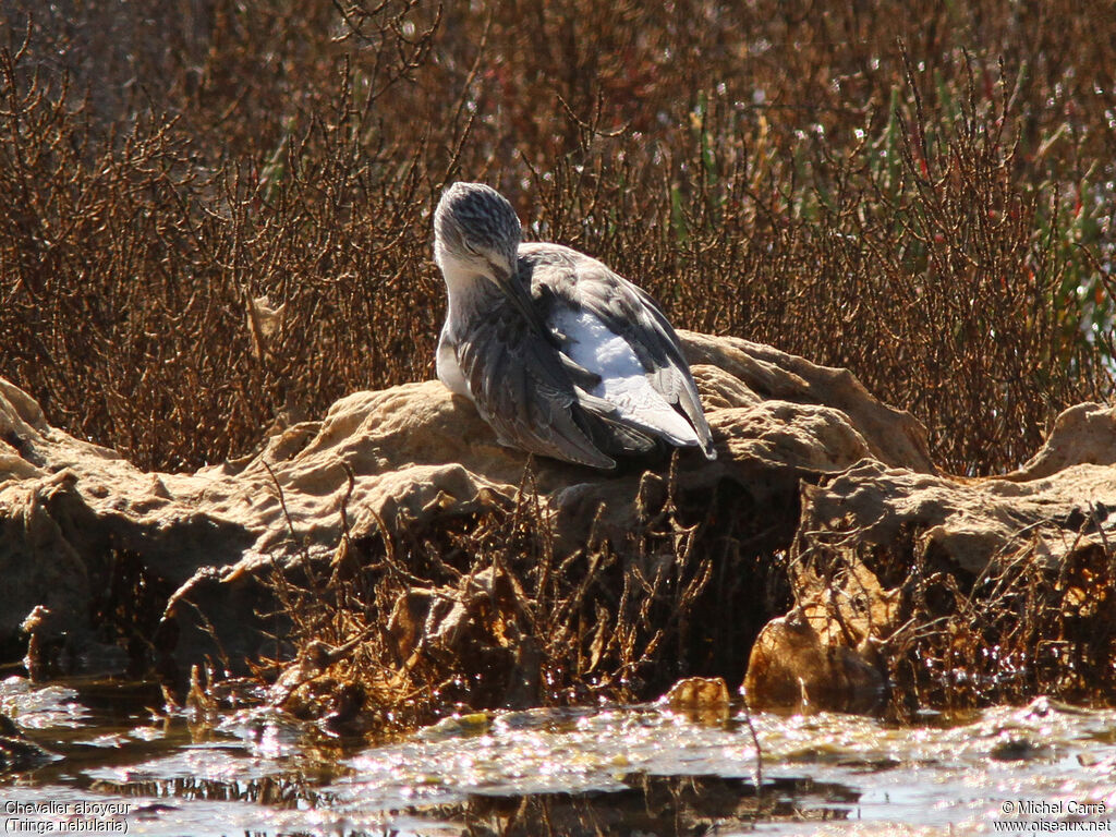 Common Greenshankadult post breeding