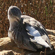 Common Greenshank