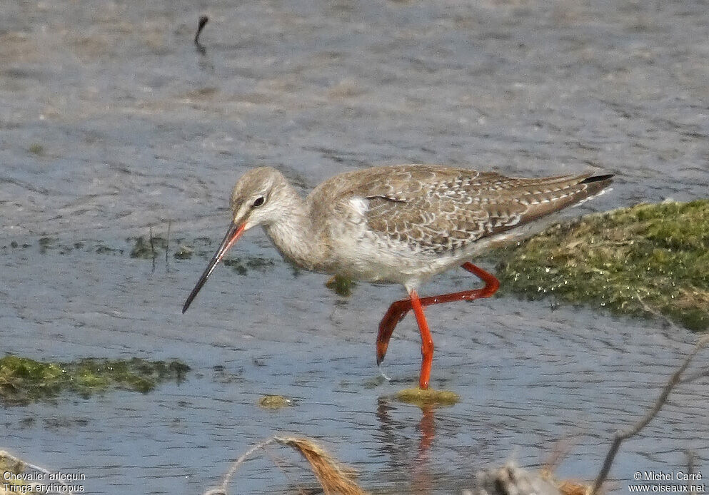 Spotted Redshank