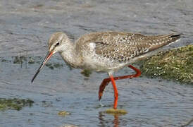 Spotted Redshank