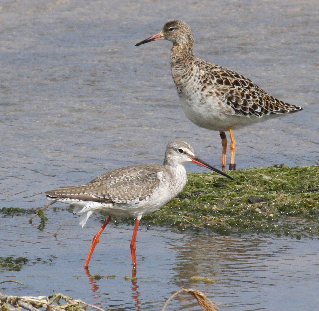 Spotted Redshank