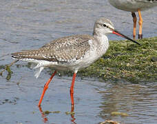 Spotted Redshank