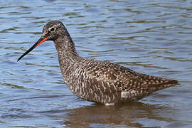 Spotted Redshank