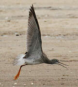 Greater Yellowlegs