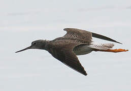 Greater Yellowlegs