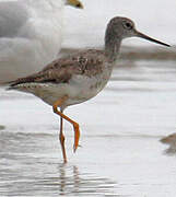 Greater Yellowlegs