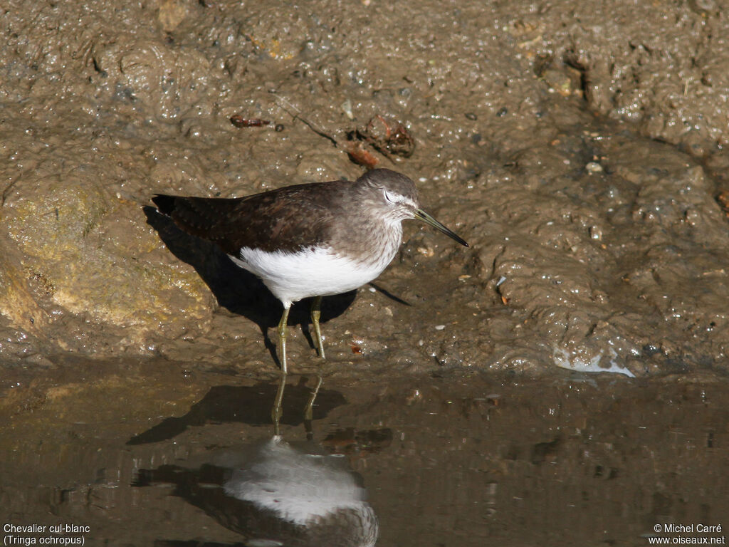 Green Sandpiper