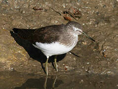 Green Sandpiper