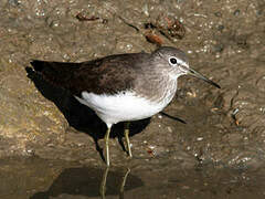 Green Sandpiper