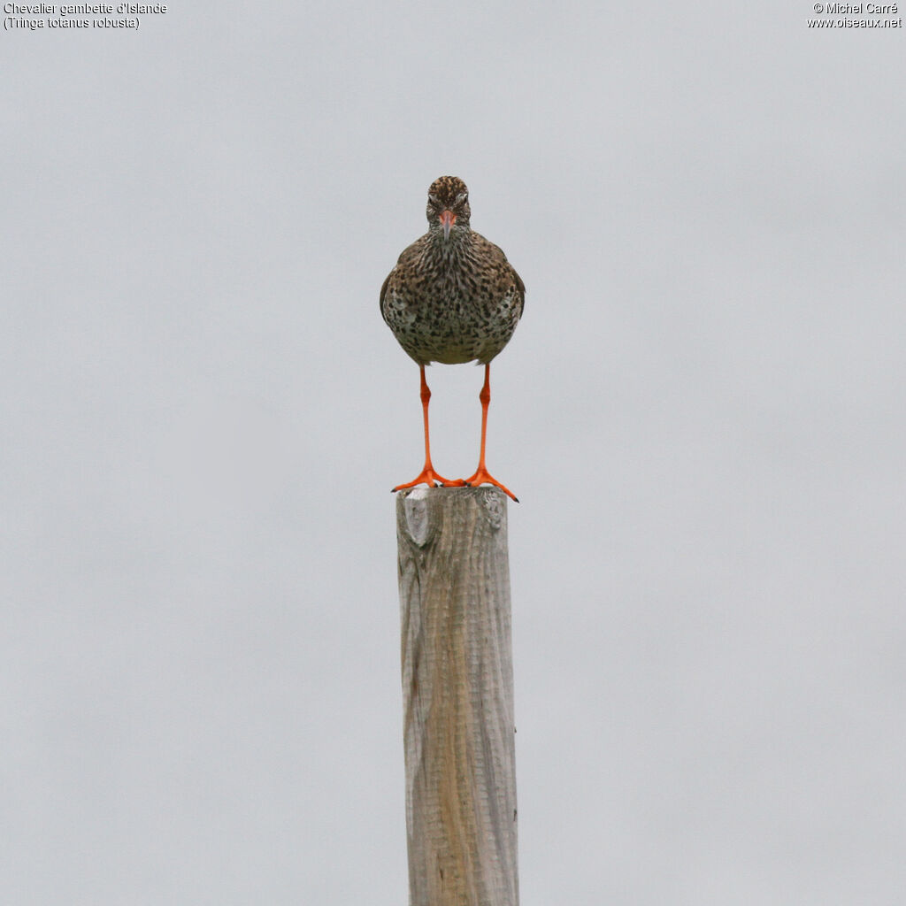 Common Redshank (robusta)adult breeding