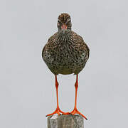 Common Redshank (robusta)