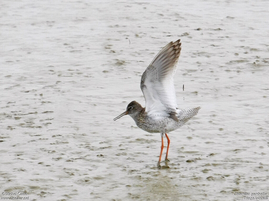 Common Redshank