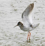 Common Redshank