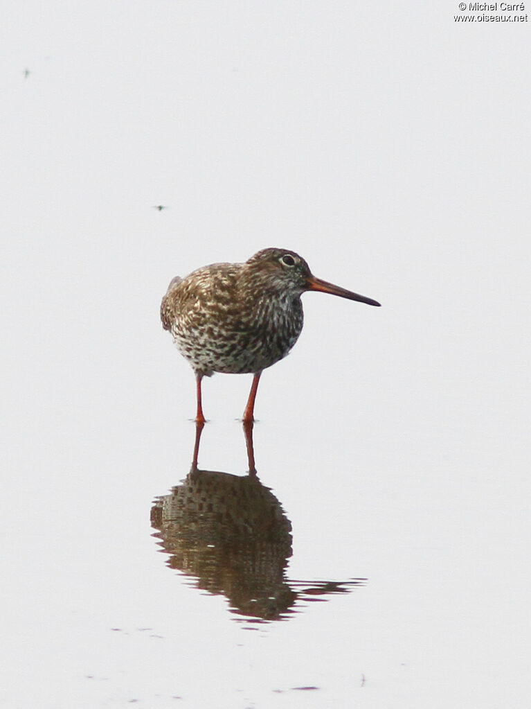 Common Redshank