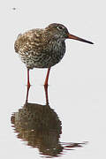 Common Redshank