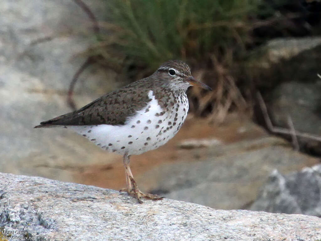 Spotted Sandpiperadult breeding, identification