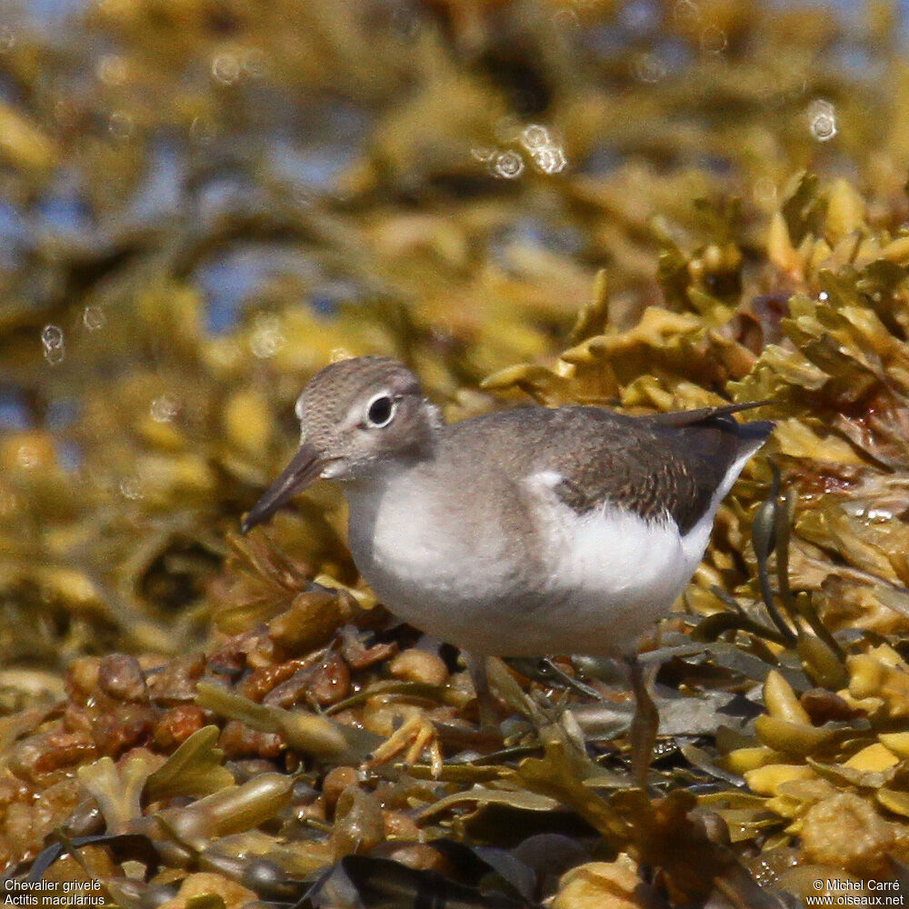 Spotted Sandpiperjuvenile, identification