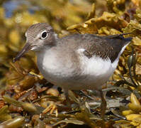 Spotted Sandpiper