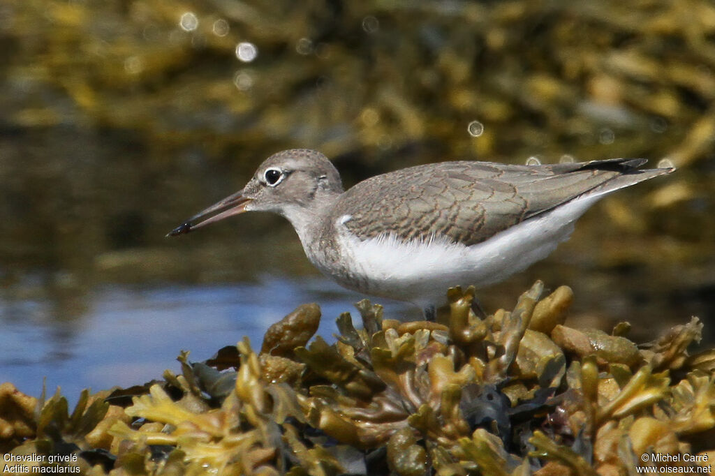 Chevalier griveléjuvénile, identification