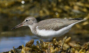 Spotted Sandpiper