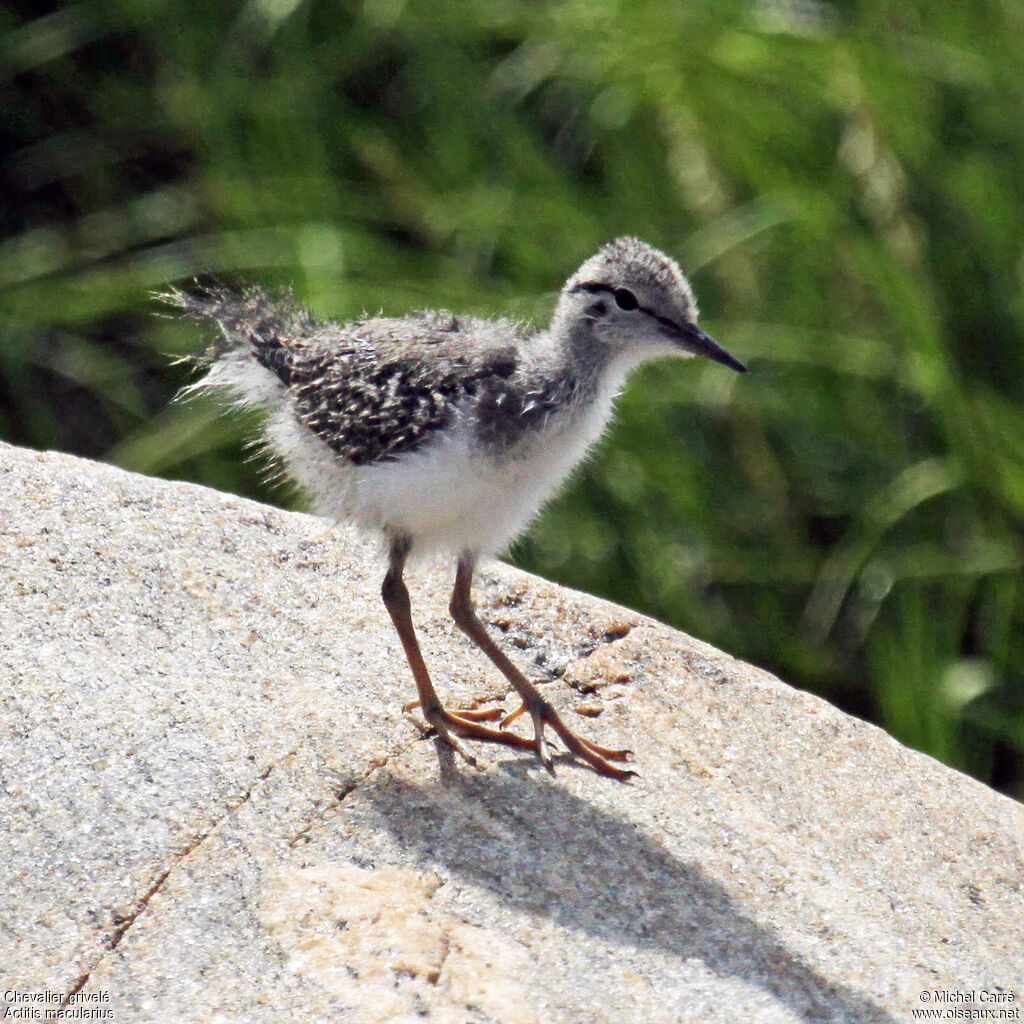 Spotted SandpiperPoussin, identification