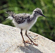 Spotted Sandpiper