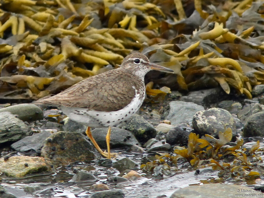 Spotted Sandpiperadult