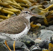 Spotted Sandpiper