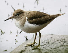 Common Sandpiper