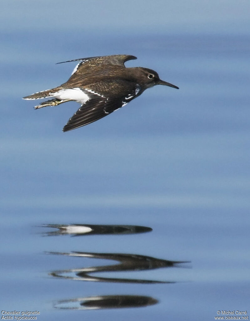 Common Sandpiper, Flight