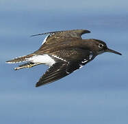 Common Sandpiper