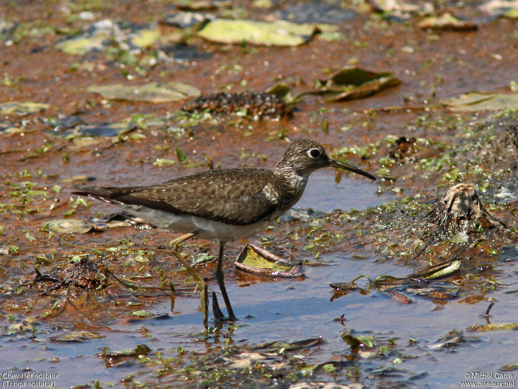 Solitary Sandpiper