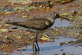 Solitary Sandpiper