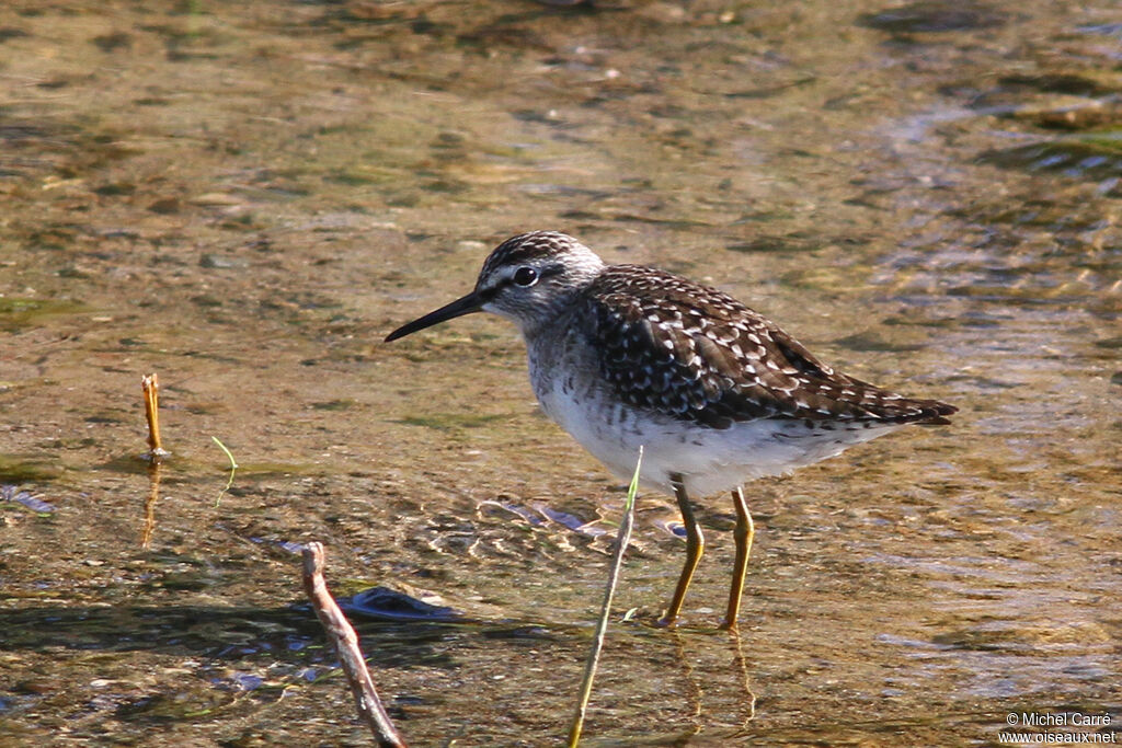 Wood Sandpiperadult breeding