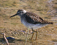 Wood Sandpiper