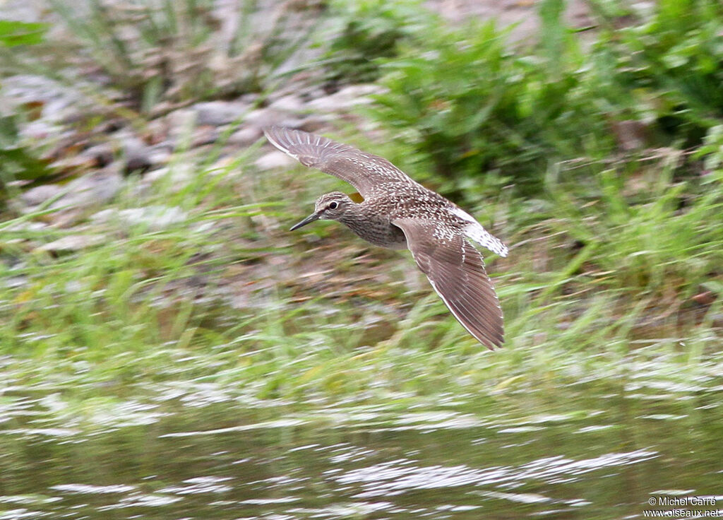 Wood Sandpiper, Flight