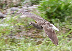 Wood Sandpiper