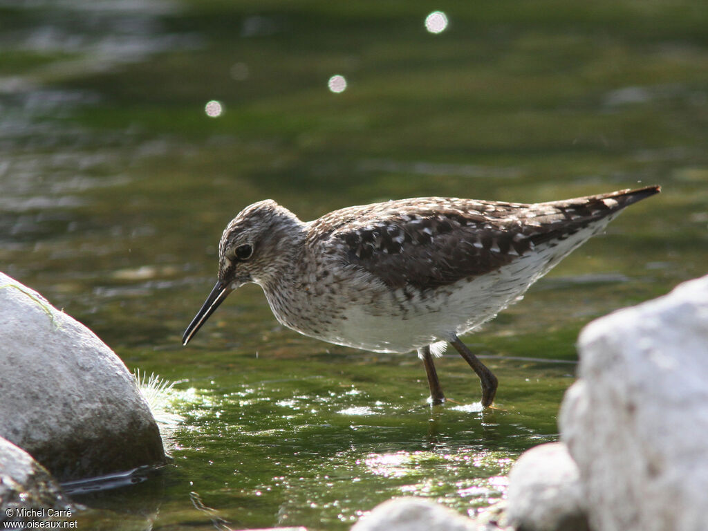 Wood Sandpiper